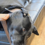 レガーロ×レガーレ - 