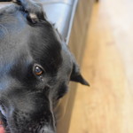 レガーロ×レガーレ - 