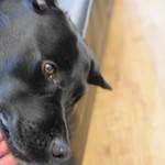 レガーロ×レガーレ - 