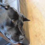 レガーロ×レガーレ - 