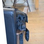 レガーロ×レガーレ - 