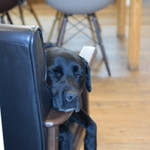 レガーロ×レガーレ - 