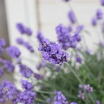 レガーロ×レガーレ - 