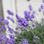 レガーロ×レガーレ - 