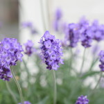 レガーロ×レガーレ - 