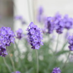 レガーロ×レガーレ - 