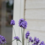 レガーロ×レガーレ - 