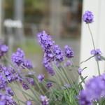 レガーロ×レガーレ - 