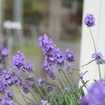 レガーロ×レガーレ - 