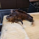 小魚料理 とみ助 - オコゼ、ドンッ