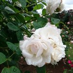 Okashi Dokoro Hanaoka Karuizawa Ten