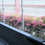 ラーメン二郎 - まだ元気な店舗前のつつじ