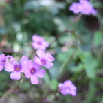 ラーメン二郎 - 近くのイモカタバミ