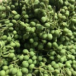 心水 - 夏の手仕事。実山椒の佃煮。