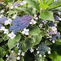 オマージュ - お店の近くの紫陽花