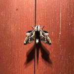 明神館 - なにかと思った。、