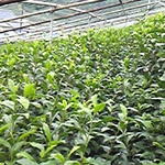 あづま民宿 - 宿のすぐ裏に広がる茶ばら。