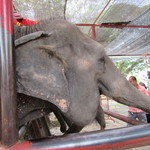 White Elephant Coffee - こんな近くで初めて見たかも