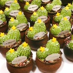 ザ・テラス - 抹茶のティラミス”サボテンスタイル”