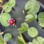 カフェアンドショップ ロータスランド - 