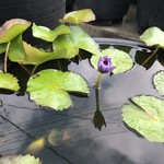 カフェアンドショップ ロータスランド - 