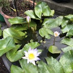 カフェアンドショップ ロータスランド - 