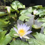 カフェアンドショップ ロータスランド - 