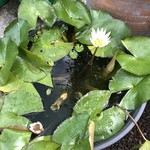 カフェアンドショップ ロータスランド - 