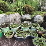 カフェアンドショップ ロータスランド - 