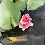 カフェアンドショップ ロータスランド - 