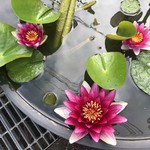 カフェアンドショップ ロータスランド - 