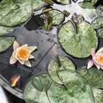 カフェアンドショップ ロータスランド - 