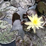 カフェアンドショップ ロータスランド - 