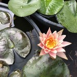 カフェアンドショップ ロータスランド - 