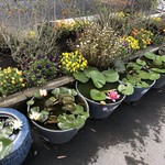 カフェアンドショップ ロータスランド - 