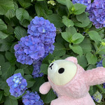 榎本ハンバーグ研究所 - 紫陽花を見て悦に入っている、うちの家族のコリラックマ。