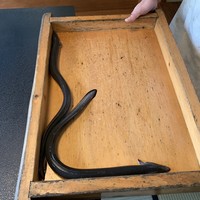 日本料理 梅林 - 