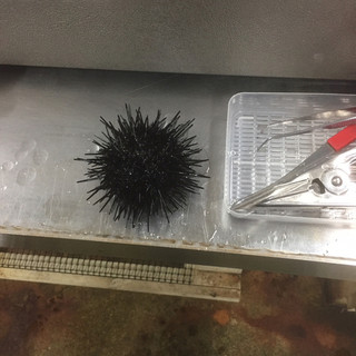 うにむき体験センター_1