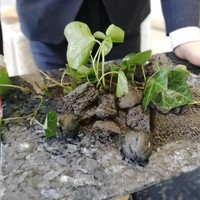 クイントカント - 