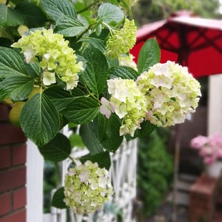 紫陽花シーズン
