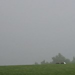 箱根園ゴルフ場　レストラン - 打つ下ろし 先は霧で真っ白