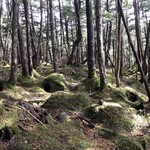 明神館 - 苔の森。雨で濡れたので苔が綺麗でした。