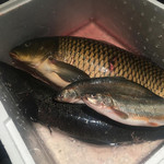 ろっかん - 琵琶湖の湖魚