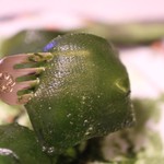 칼디 커피 팜 라라포토 도요스점