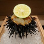 東麻布 天本 - ムラサキウニとボタンエビ乗せ