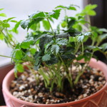 ビストロ セレニテ - 