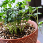 ビストロ セレニテ - 