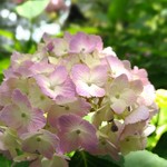 大石 - 長谷寺のアジサイ