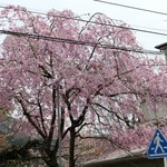 豊島豆腐店 - （2019/4月）近くでちょうど咲いていた桜