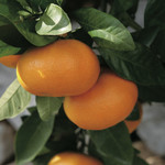Mikkabi mandarin orange sour
